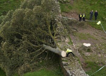 Vándalos talaron el reconocido árbol de Robin Hood en Gran Bretaña
