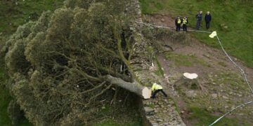 Vándalos talaron el reconocido árbol de Robin Hood en Gran Bretaña