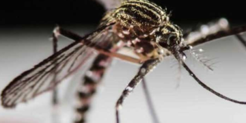 Lista de casos de dengue en México y número de fallecidos ante brote