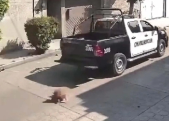 Patrulla de la Policía de Chimalhuacán atropella a un perrito y huye