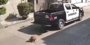 Patrulla de la Policía de Chimalhuacán atropella a un perrito y huye