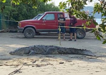 Cocodrilos aparecen en playas de Ixtapa-Zihuatanejo y Autoridades alertan al respecto
