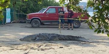 Cocodrilos aparecen en playas de Ixtapa-Zihuatanejo y Autoridades alertan al respecto
