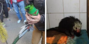 2 animales exóticos fueron rescatados en CDMX por la Brigada de Vigilancia Animal