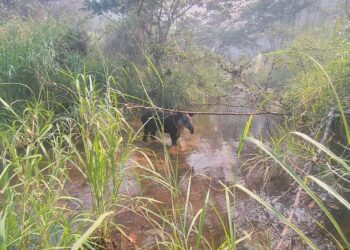 Incendio en reserva El Triunfo de Chiapas hace que animales busquen arroyos para huir del fuego