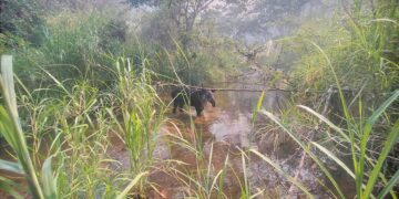 Incendio en reserva El Triunfo de Chiapas hace que animales busquen arroyos para huir del fuego