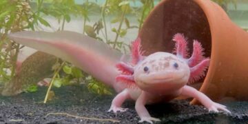 60 por ciento de ajolotes del Zoológico de Los Coyotes en CDMX ha muerto