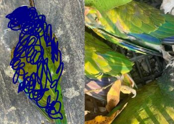 Fuerte ola de calor en San Luis Potosí mata aves y llaman a ciudadanos a apoyar