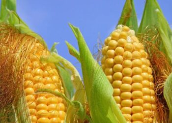 215 millones de toneladas de maíz amarillo estadounidense fue adquirido por México