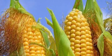 215 millones de toneladas de maíz amarillo estadounidense fue adquirido por México