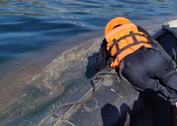 Manzanillo en alerta por toxina paralizante en moluscos que puede ser transmitida a humanos