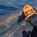 Manzanillo en alerta por toxina paralizante en moluscos que puede ser transmitida a humanos