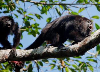 Gobierno de Tabasco dice que sólo han muerto 4 monos aulladores pero organismo afirma 85