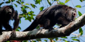 Gobierno de Tabasco dice que sólo han muerto 4 monos aulladores pero organismo afirma 85