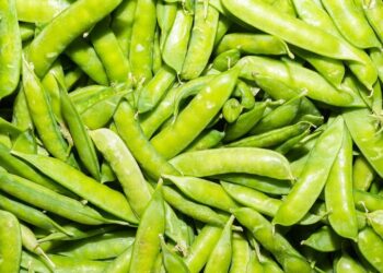 Viene estrepitosa caída de producción de chícharo provocando aumento de precios