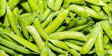 Viene estrepitosa caída de producción de chícharo provocando aumento de precios