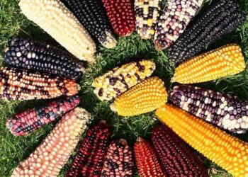 Se mantiene prohibido el maíz transgénico en territorio mexicano