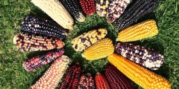 Se mantiene prohibido el maíz transgénico en territorio mexicano