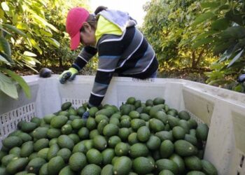 EU cede a la Secretaría de Agricultura certificación del aguacate que México le exporta