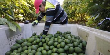 EU cede a la Secretaría de Agricultura certificación del aguacate que México le exporta