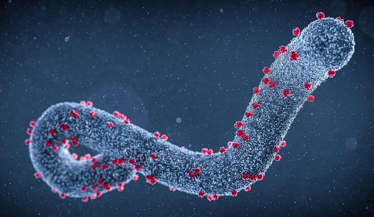 Virus de Marburgo.