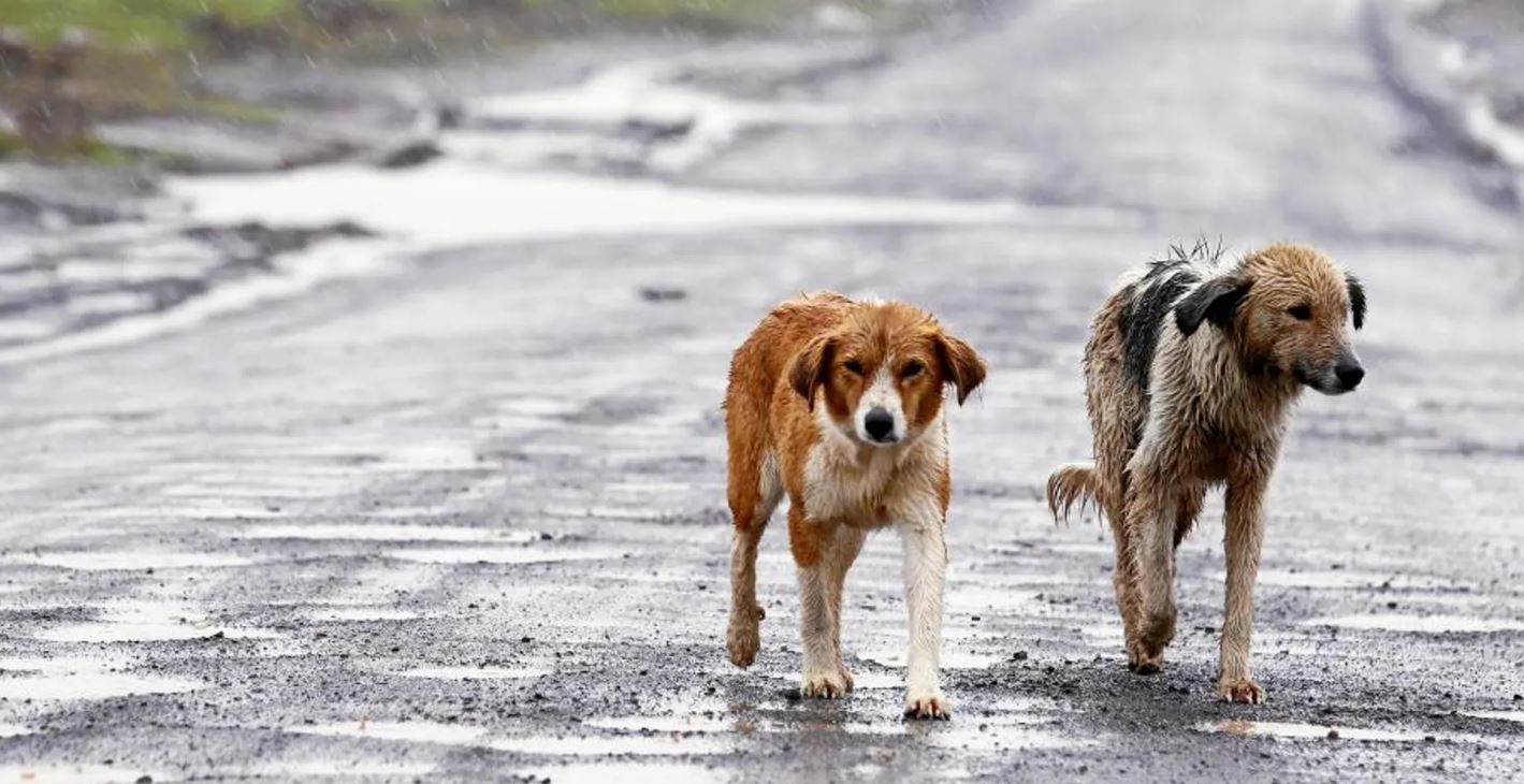 Perritos abandonados en México.