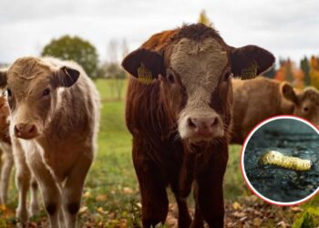 Estados Unidos suspende importación de ganado mexicano tras encontrar gusano barrenador