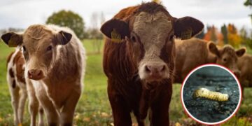 Estados Unidos suspende importación de ganado mexicano tras encontrar gusano barrenador