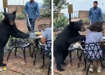 Oso ataca a mujer en Parque Ecológico de Chipinque, en Nuevo León (Video)