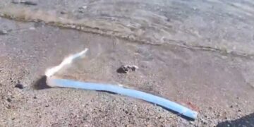 Descubierto vivo un ‘pez del juicio final’ en una playa de México (Video)