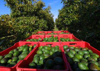 Productores cosechando aguacate.