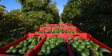 Productores cosechando aguacate.