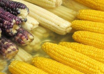 México le dice adiós a los cultivos de maíz transgénico