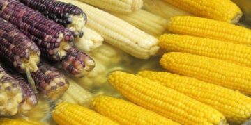 México le dice adiós a los cultivos de maíz transgénico