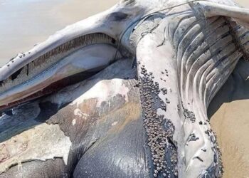 Encuentran y entierran gigantesca ballena muerta en playa la Barra de Coyuca de Guerrero
