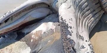 Encuentran y entierran gigantesca ballena muerta en playa la Barra de Coyuca de Guerrero
