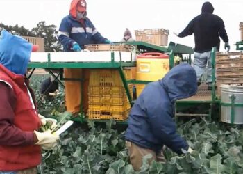 Ante revisión del T-MEC los derechos laborales de mexicanos en riesgo alertan ONGs