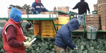 Ante revisión del T-MEC los derechos laborales de mexicanos en riesgo alertan ONGs