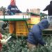 Ante revisión del T-MEC los derechos laborales de mexicanos en riesgo alertan ONGs
