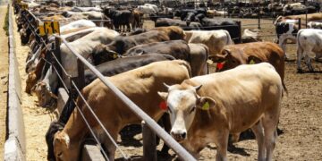 El ganado de México no podrá ingresar a EEUU. en dos semanas.