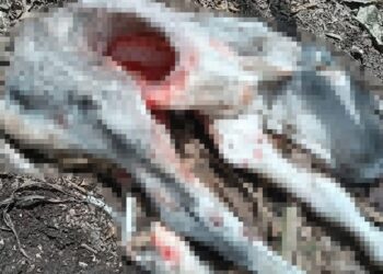 ¿Vuelve el Chupacabras a México? Extraña criatura devora bovinos y no se sabe cuál es