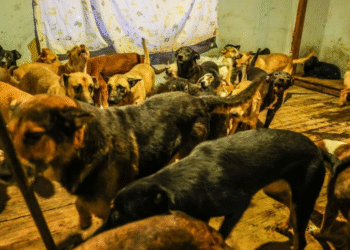 Fueron rescatados 300 perros hacinados en albergue de Ensenada, Baja California