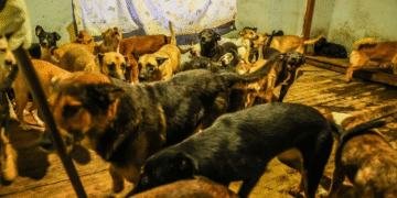 Fueron rescatados 300 perros hacinados en albergue de Ensenada, Baja California