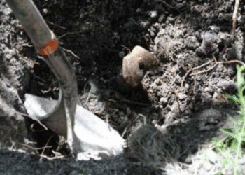 Descubren fosa clandestina en Guanajuato; La Fiscalía recupera 17 cuerpos