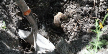 Descubren fosa clandestina en Guanajuato; La Fiscalía recupera 17 cuerpos