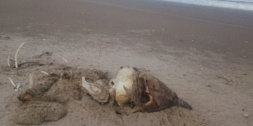 Confirman brote de influenza aviar H5 en Playa Bagdad, Matamoros y van 400 aves muertas