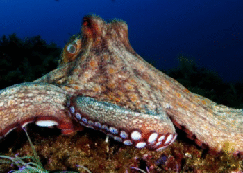 Pulpo. Créditos: Rafael Cosme Daza / Getty Images.