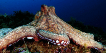 Pulpo. Créditos: Rafael Cosme Daza / Getty Images.