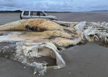 Hallan el cadáver de una gigantesca y misteriosa criatura marina