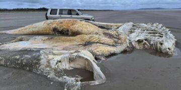 Hallan el cadáver de una gigantesca y misteriosa criatura marina